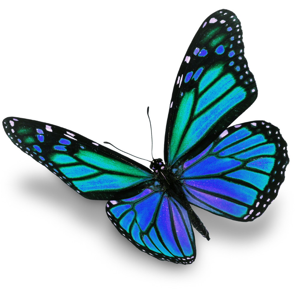 katarzyna strzyż program odnajdywania siebie w 4 krokach